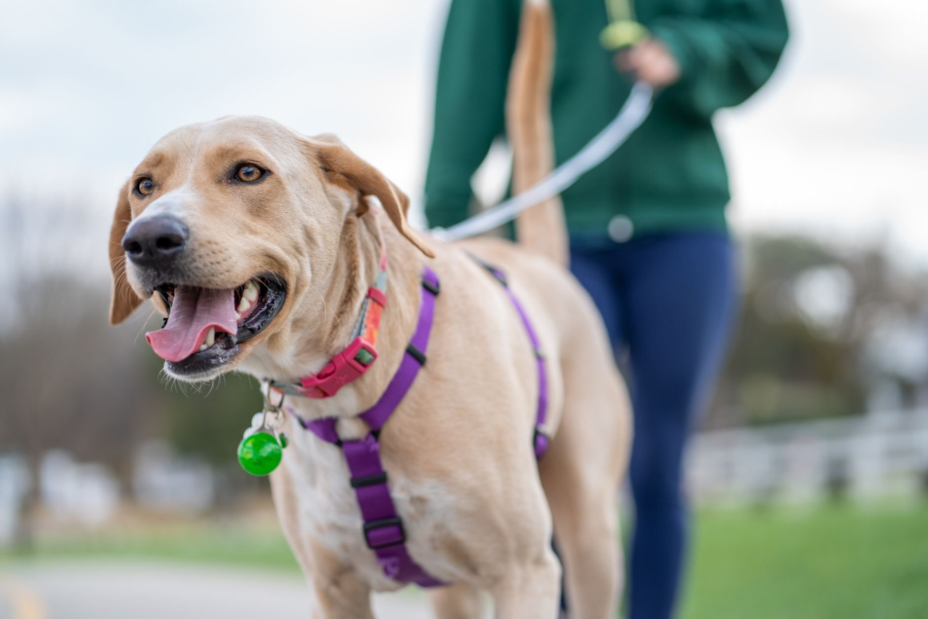 A cheerful Labrador enjoying a walk with its owner outdoors, showcasing companionship and leisure.