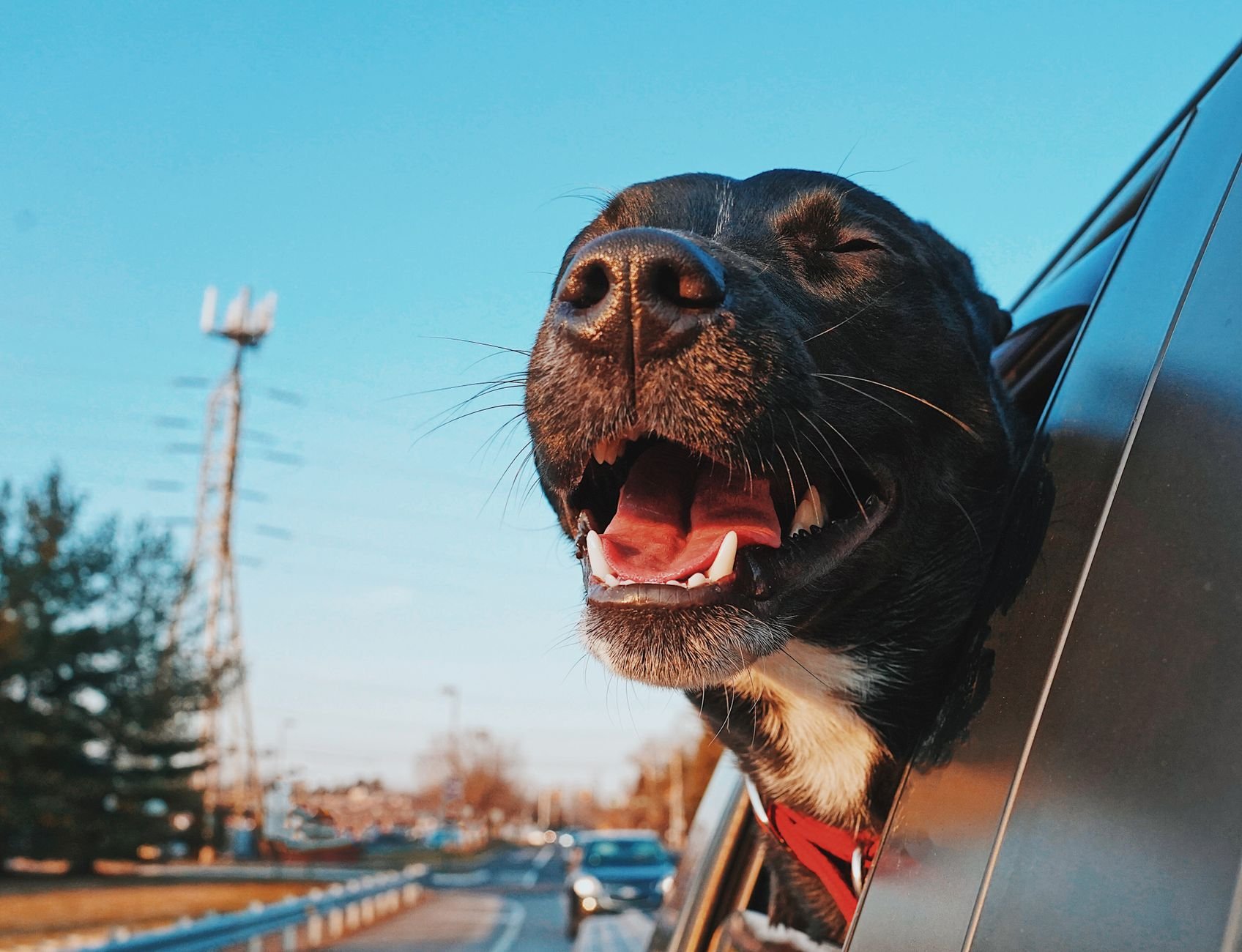Close-up of a happy dog with head out of car window, enjoying a sunny drive.
